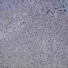 BLUESTONE PAVER